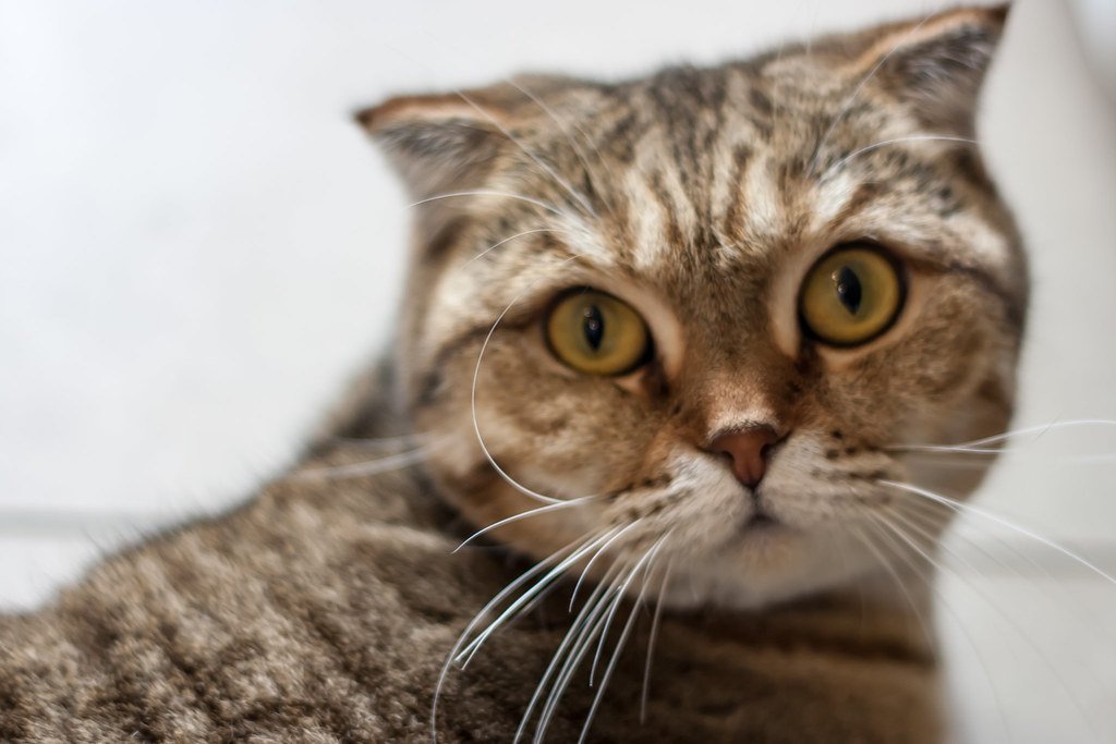 Cat’s Body