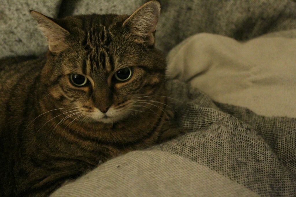 Warm Cat a cat lying on a blanket
