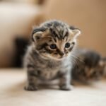 cat stress: brown tabby kitten on white textile