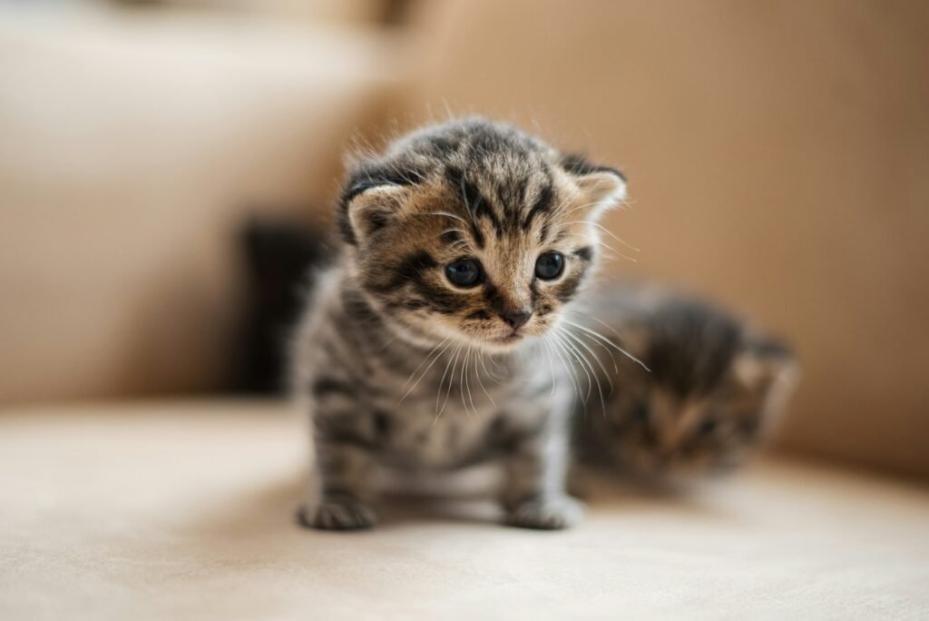 household cat: brown tabby kitten on white textile