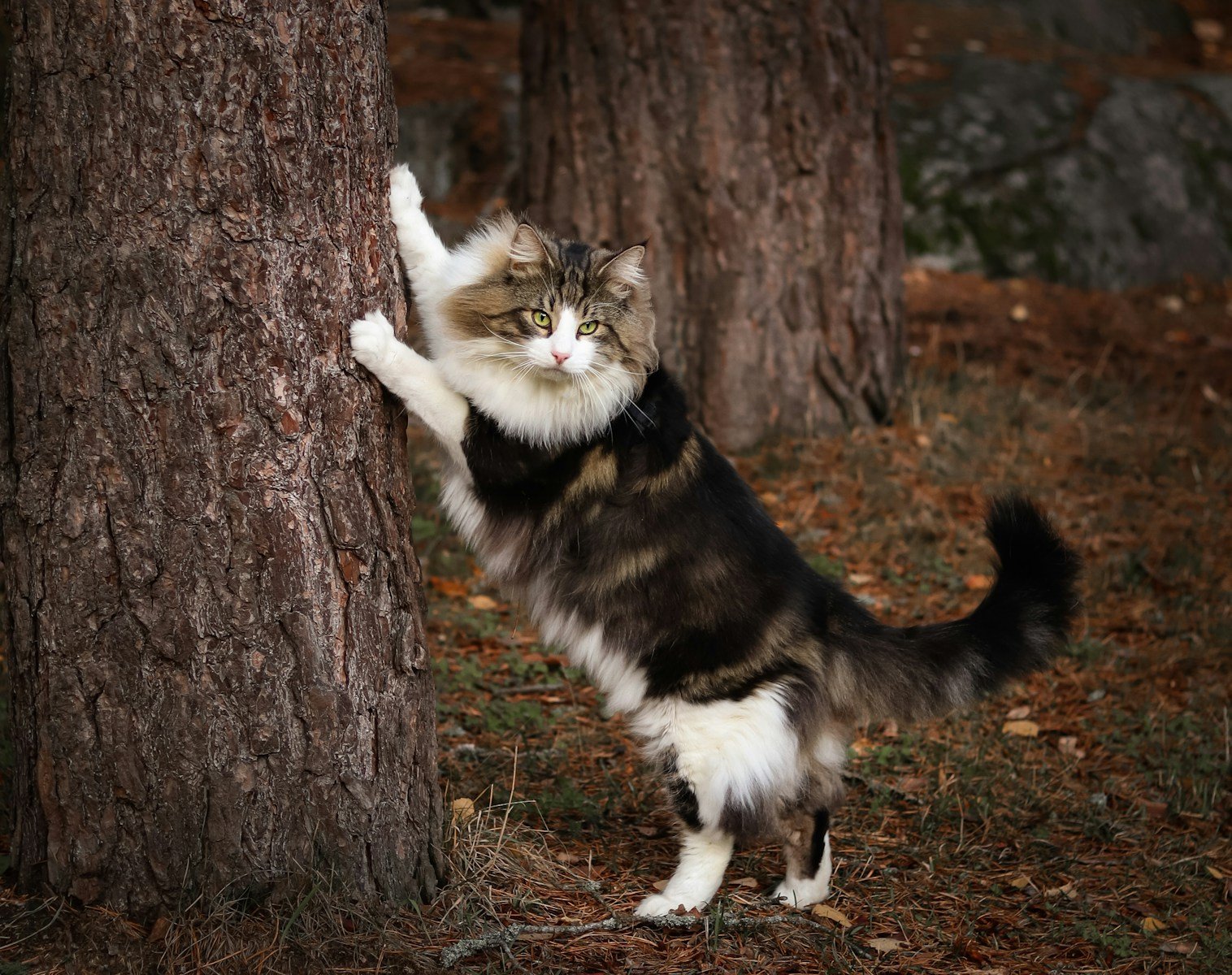 Photo by Elena Taranukhina a cat standing on its hind legs next to a tree