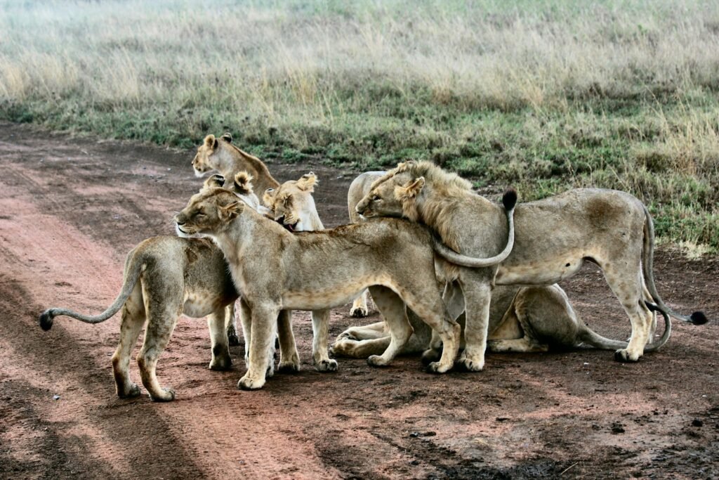 Social Cat lion and lioness standing near green grass