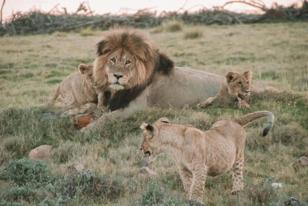 Vocal Cat lion and lioness on green grass field during daytime