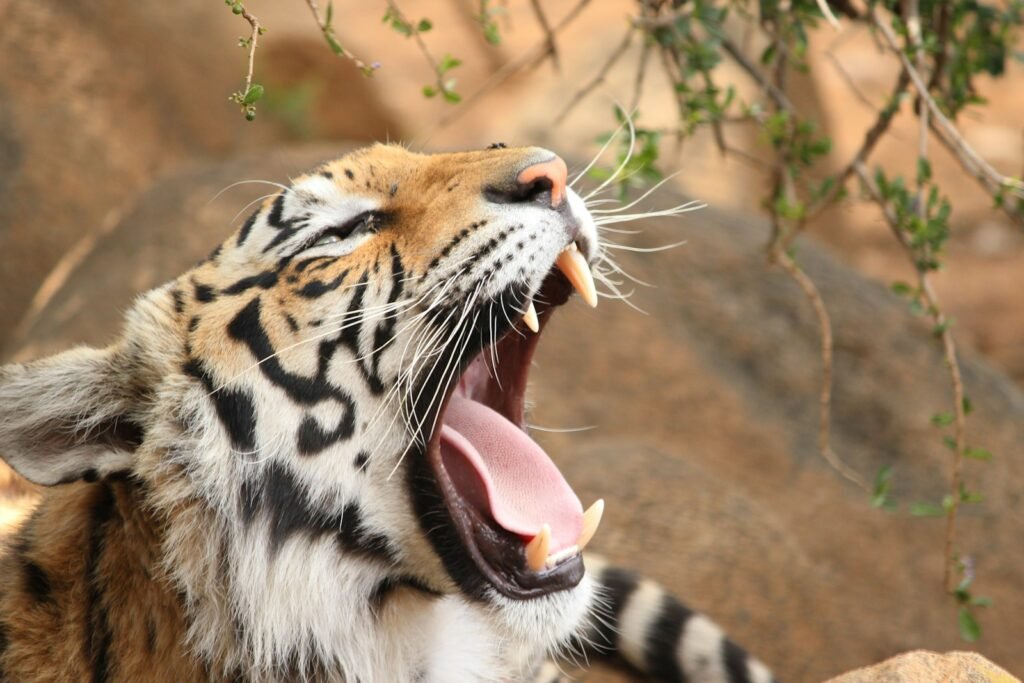 Cat Weather brown white and black tiger
