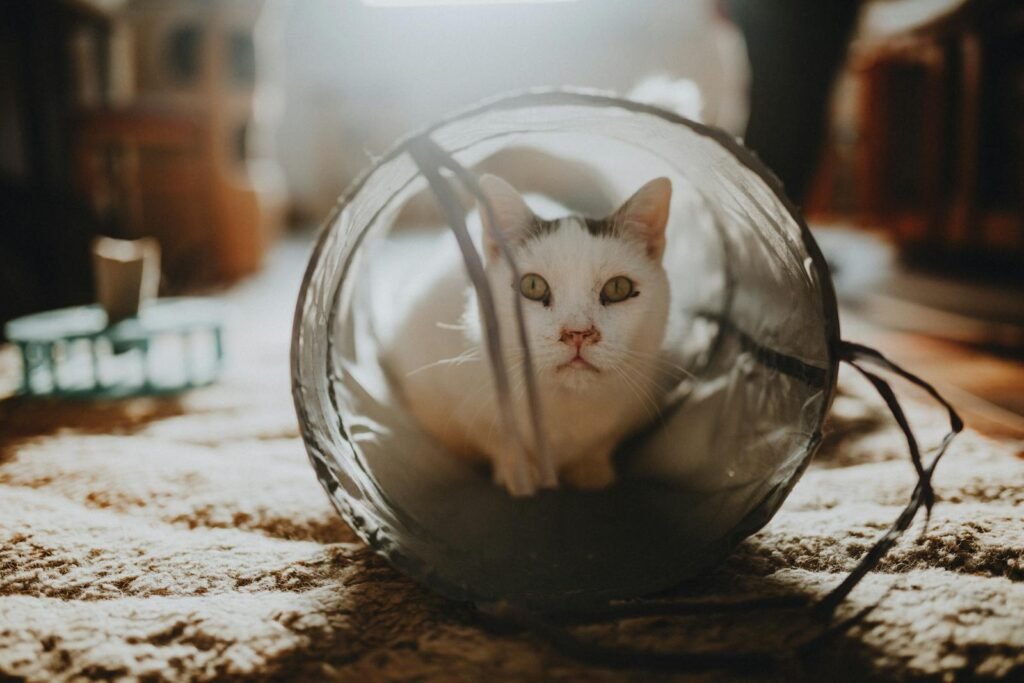 Cozy white cat lying in a tunnel indoors, enjoying the warm sunlight filtering through the room.