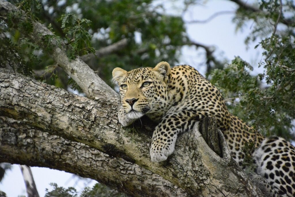 Cat Communicate kenya, leopard, pet, tree, africa, safari, animal, wild, cat, kenya, leopard, leopard, leopard, leopard, nature, leopard