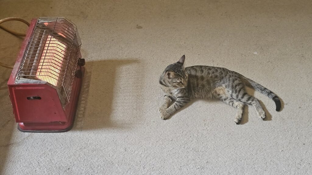 A tabby cat relaxes beside a warm heater on a carpeted floor. Indoor setting, cozy atmosphere.