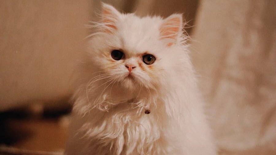A fluffy white Persian cat sitting gracefully on a patterned rug, exuding an air of elegance and sophistication in a cozy indoor setting.