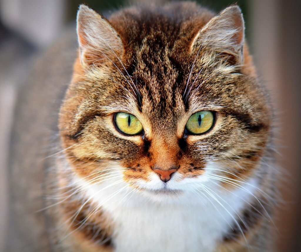 Cats Communicate 