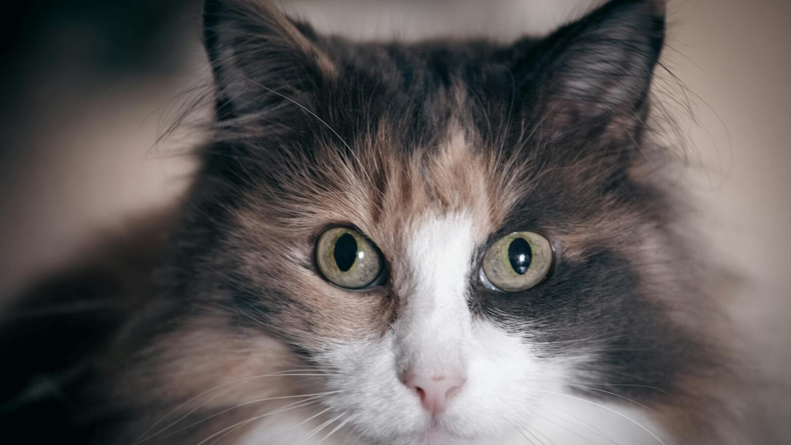A close-up portrait of a long-haired calico cat with green eyes and a mix of white, brown, and black fur.