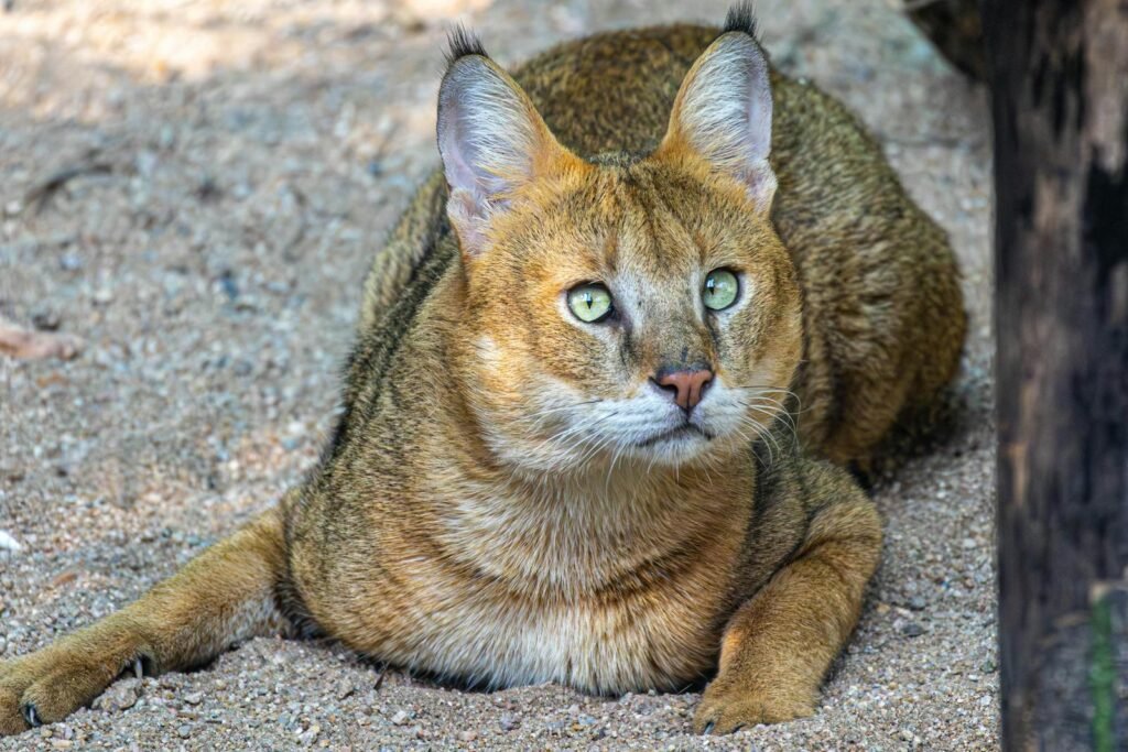 Close-up of an African Wildcat resting on sandy ground, showcasing its distinctive striped coat and piercing eyes.