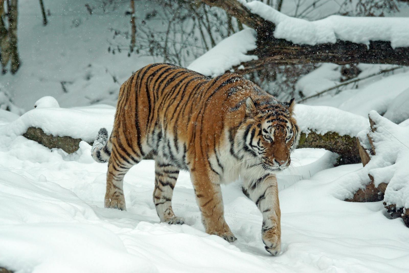 Tiger in mythology: A Siberian tiger elegantly walking in a snow-covered forest setting.
