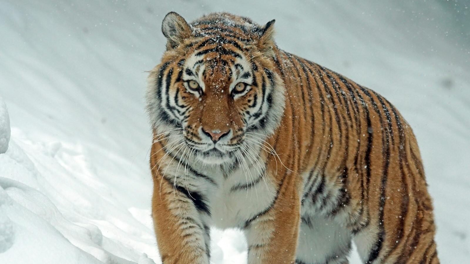 A Siberian tiger walking through the snow, showcasing its thick fur and powerful build adapted for cold environments and solitary hunting.