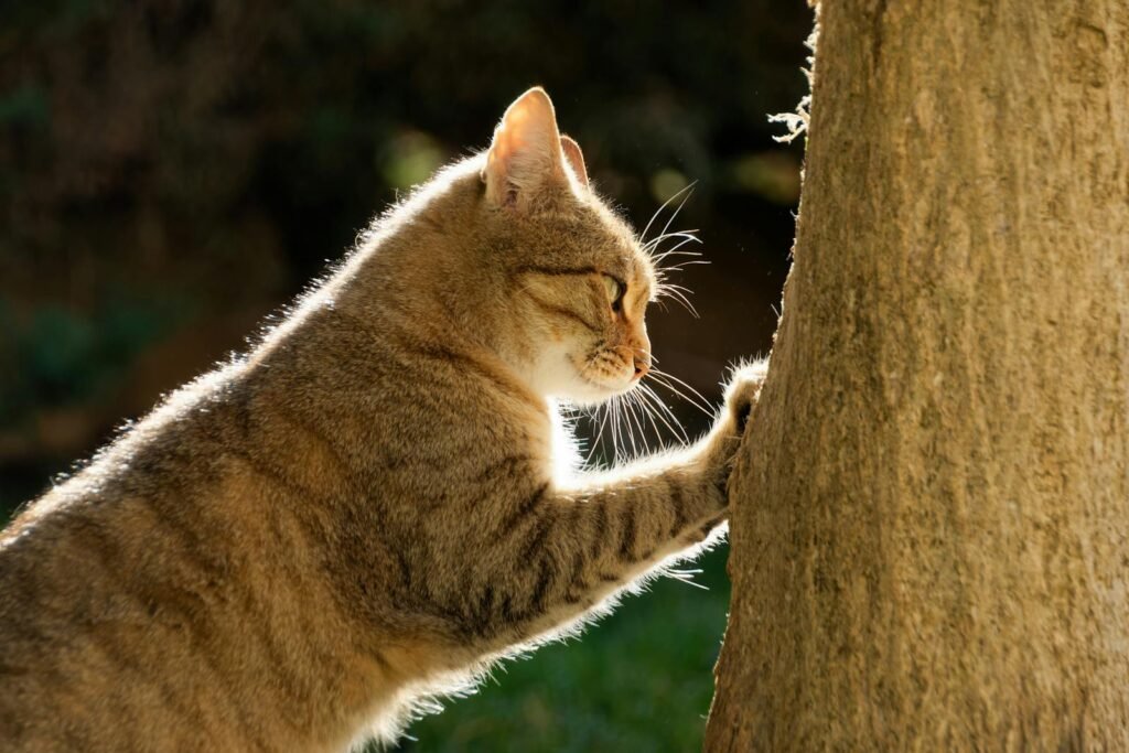 Tabby cat scratching a tree trunk in a sunlit outdoor environment, showcasing feline behavior.