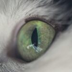 Close-up macro shot of a cat's eye, highlighting its green iris and intricate details.