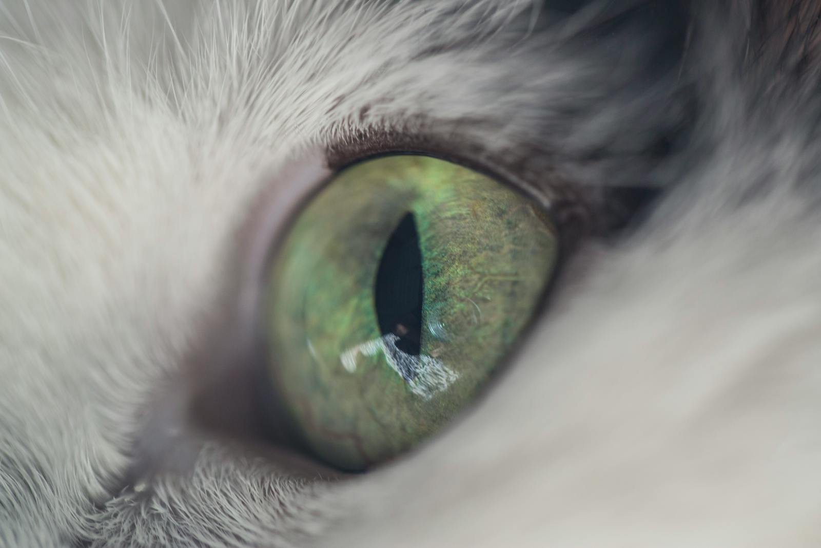 Close-up macro shot of a cat's eye, highlighting its green iris and intricate details.