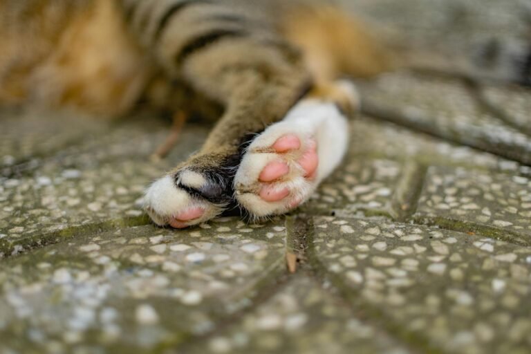 Adorable cat paws resting on a textured stone ground, captured closely.