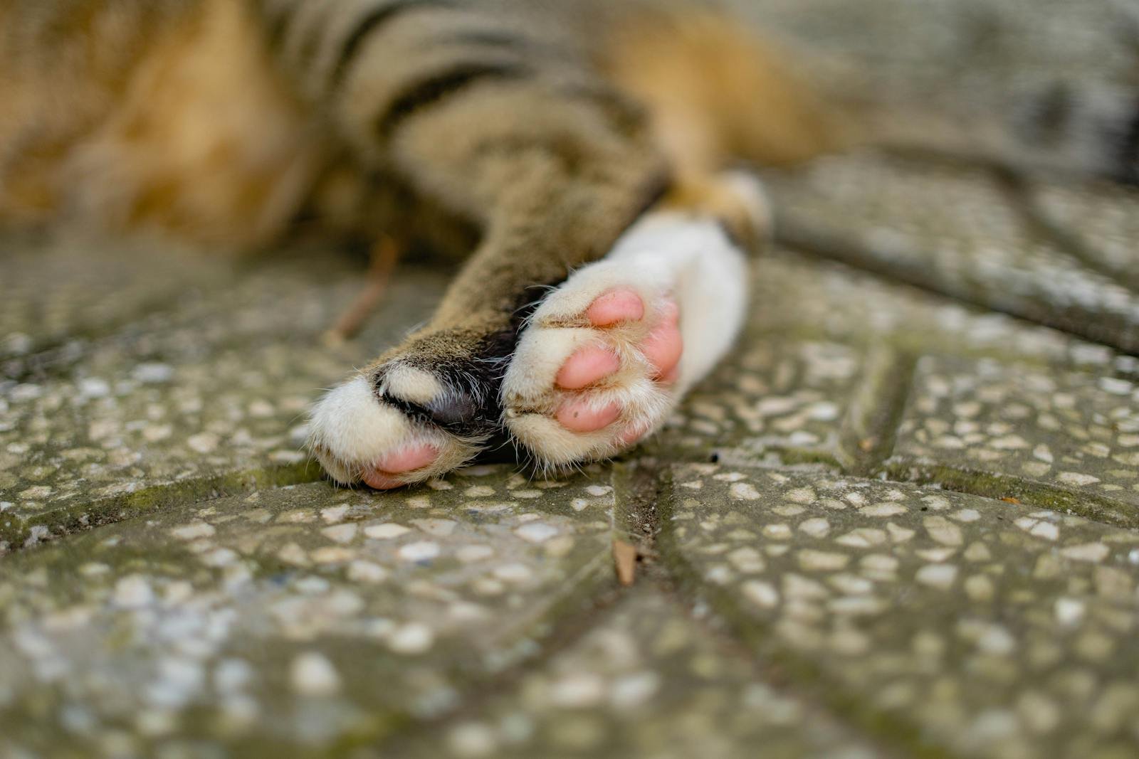 Adorable cat paws resting on a textured stone ground, captured closely.