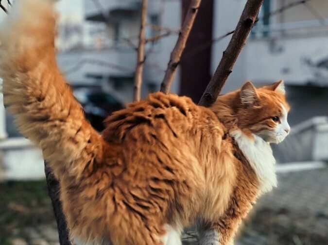Fluffy ginger cat standing on a concrete fence in an urban setting during the day.