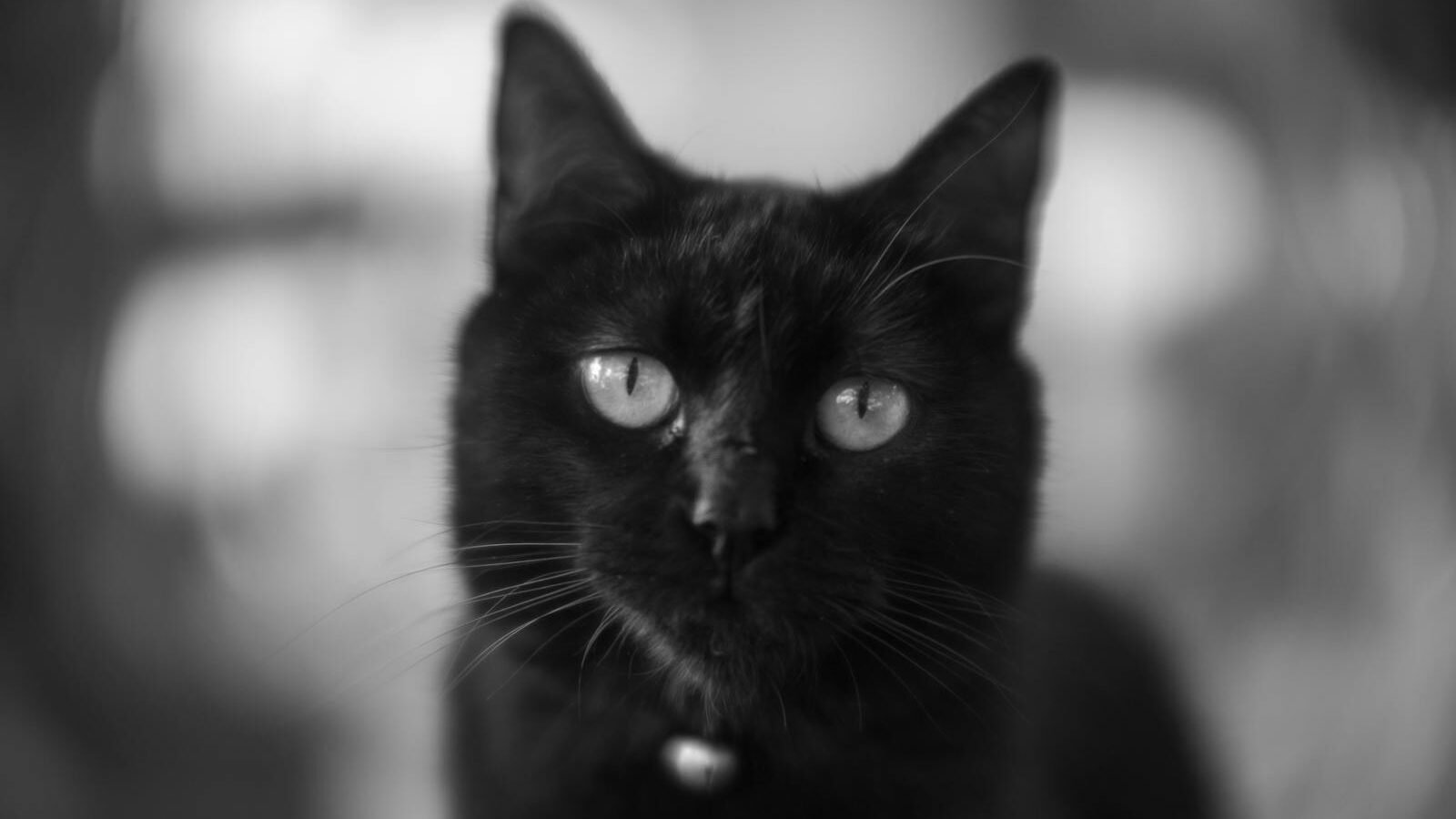 A black-and-white close-up portrait of a black cat with striking light-colored eyes, gazing intently, exuding an aura of elegance and mystery.