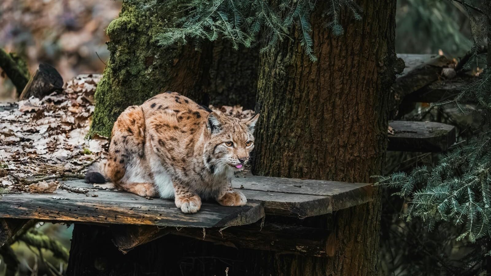 A lynx sitting on a wooden platform in a forested area, surrounded by tall trees and fallen leaves, with its tongue slightly out.