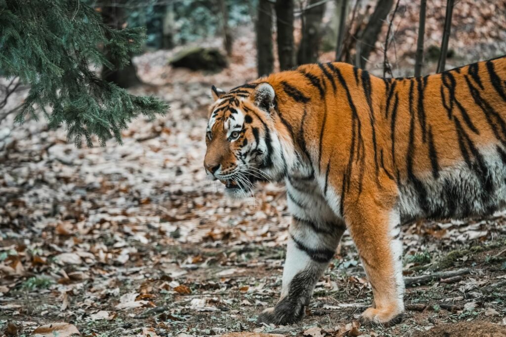 A stunning Amur tiger prowls through a leafy forest, embodying wilderness.