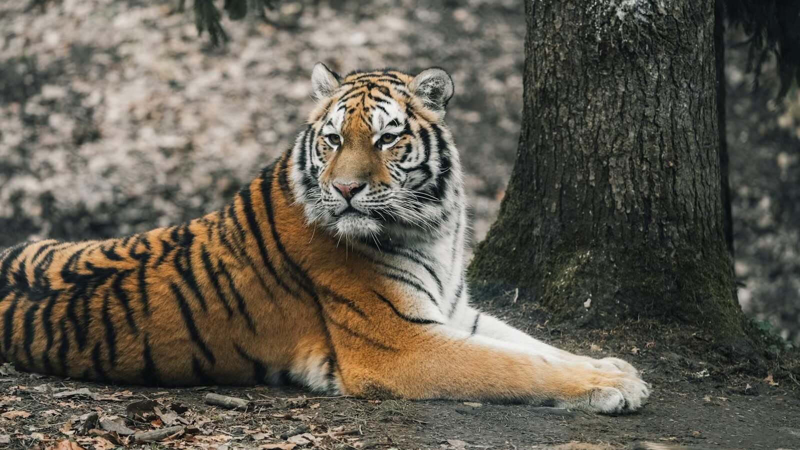 A majestic tiger resting on the ground near a tree in a natural forest environment, exuding strength and grace.