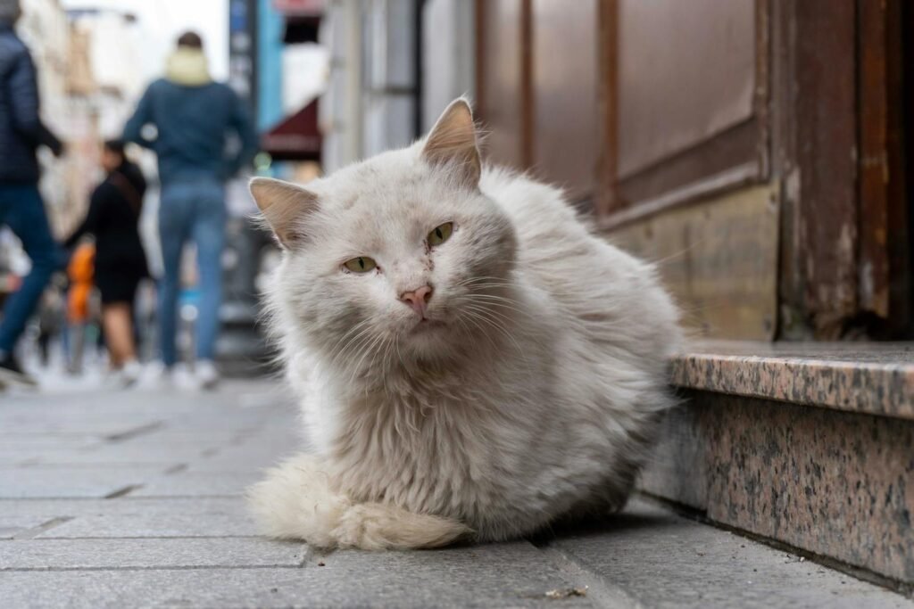 urban cat: A fluffy street cat lies on a city sidewalk with blurred pedestrians passing by.