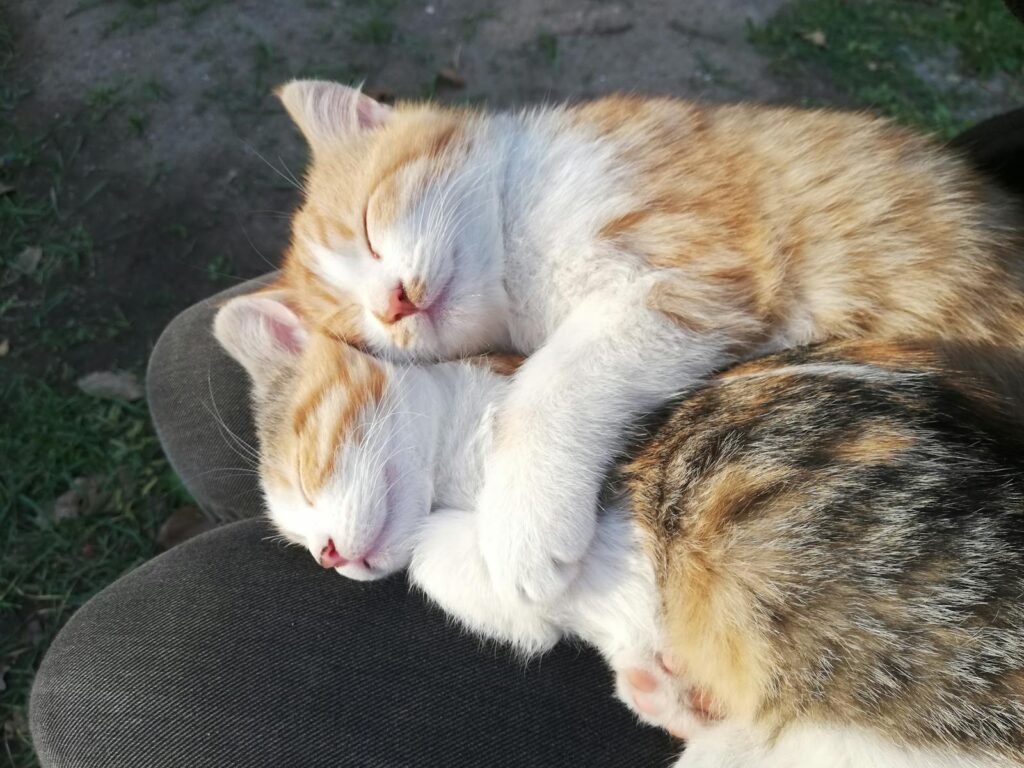 Two cats cuddled together while sleeping peacefully, showcasing natural feline sleep behavior.