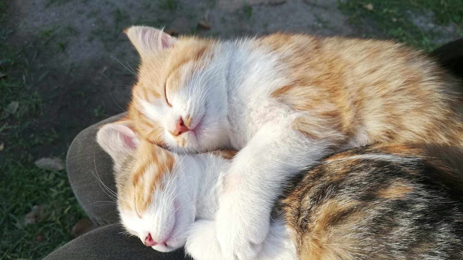 Two cats cuddled together while sleeping peacefully, showcasing natural feline sleep behavior.