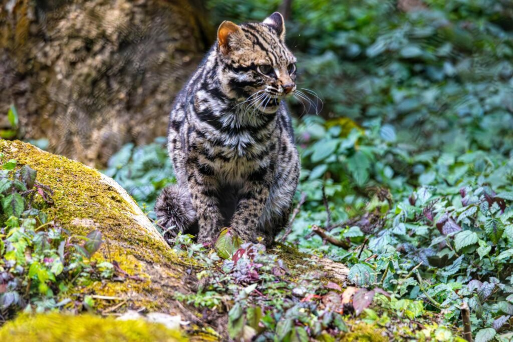 The Hidden World of Feral Cats in Urban Areas
