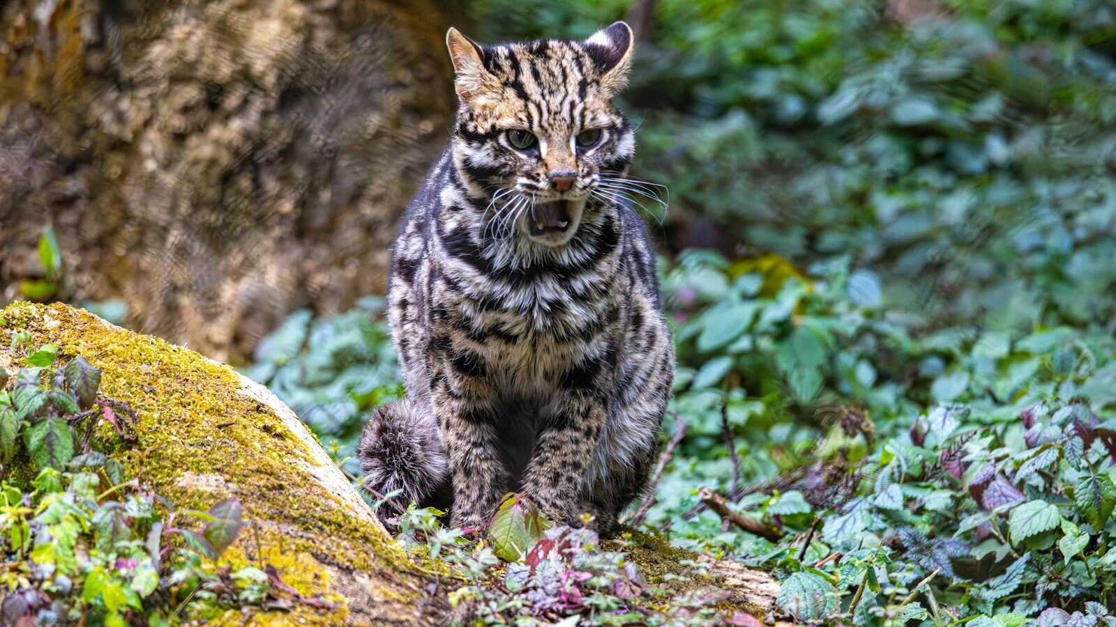A small wild cat with striking spotted and striped patterns sitting in a lush forest environment, representing the diverse traits within the Panthera lineage.