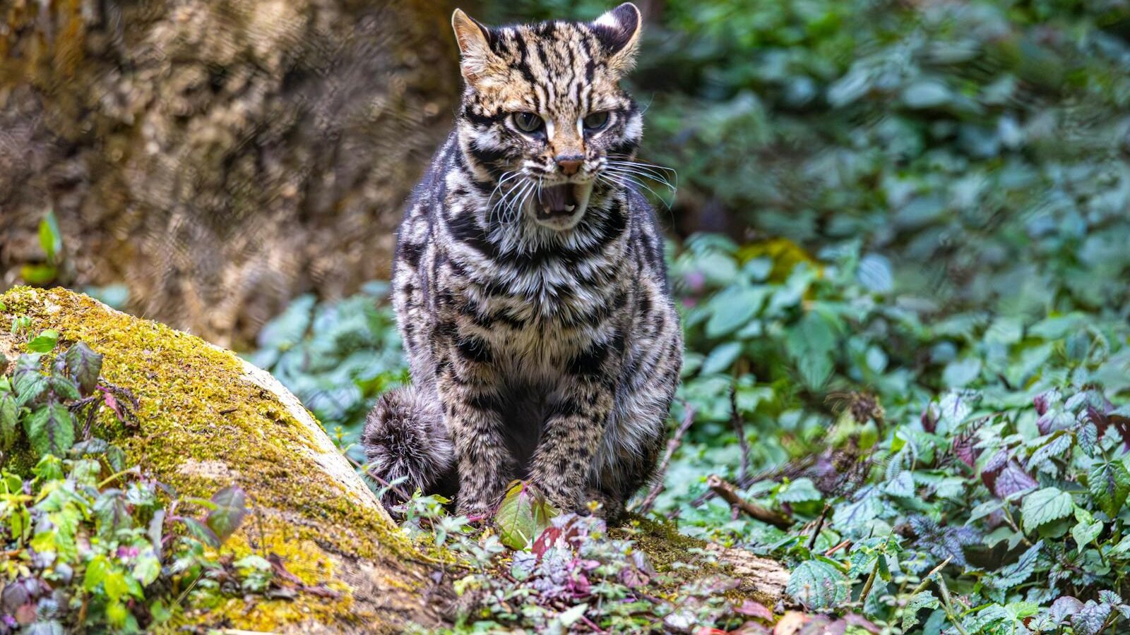 A wild leopard cat sitting amidst lush green vegetation, showing its striking spotted coat and alert expression in its natural forest habitat.