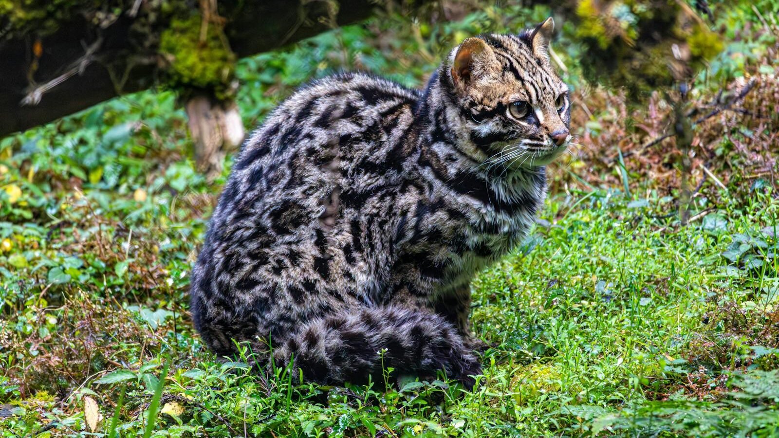 A small leopard cat sitting on green grass in a forest, showcasing its intricate spotted coat and alert posture amidst a natural habitat.