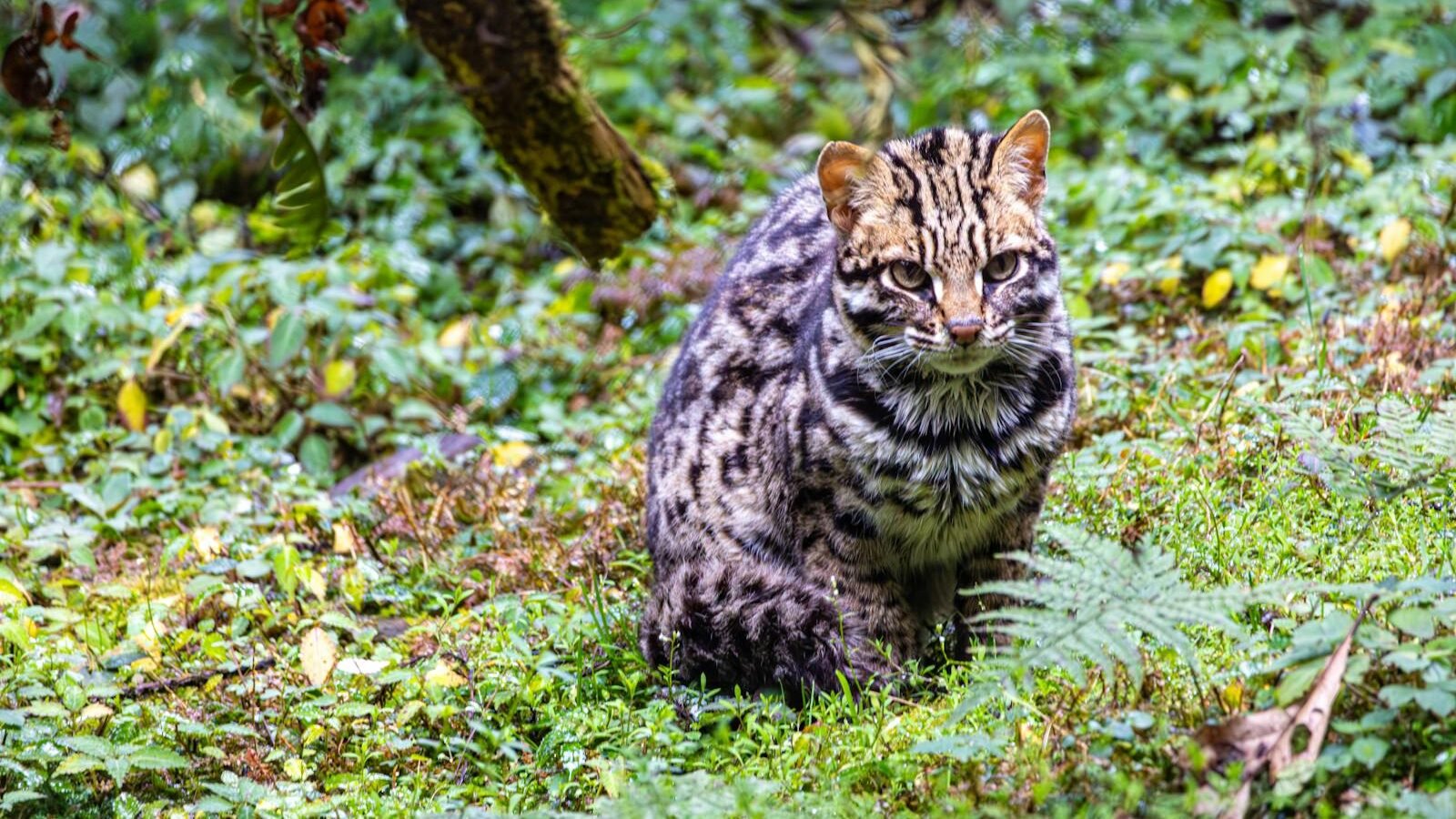 A leopard blending seamlessly into its lush green forest surroundings, showcasing its natural camouflage with spotted fur patterns.