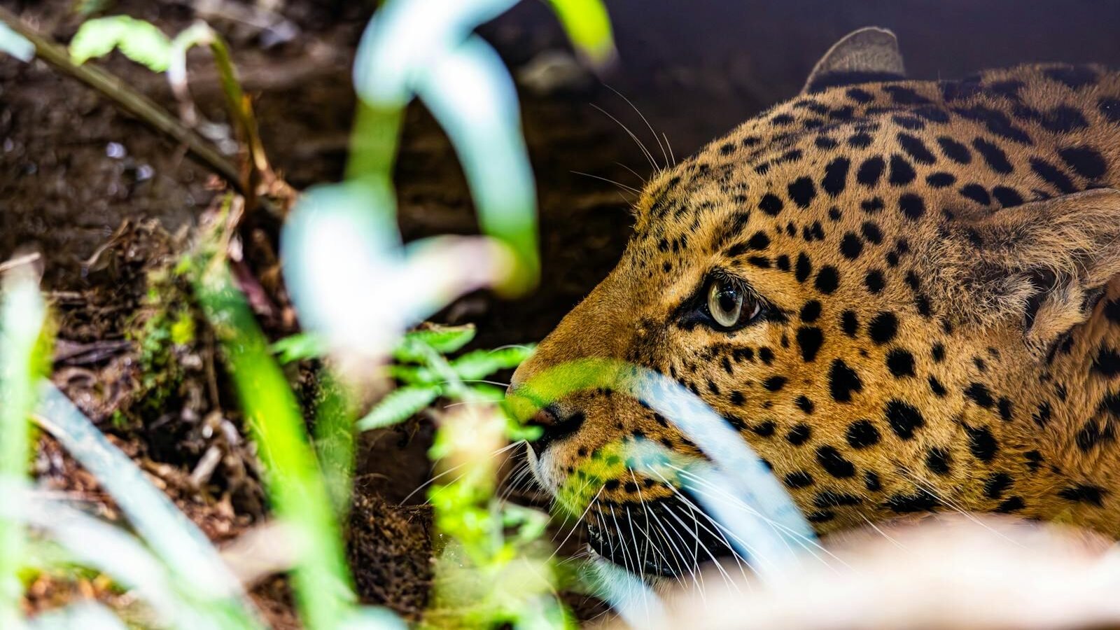 A close-up of a leopard crouching in dense foliage, its focused gaze highlighting its stealth and precision in a natural forest setting.