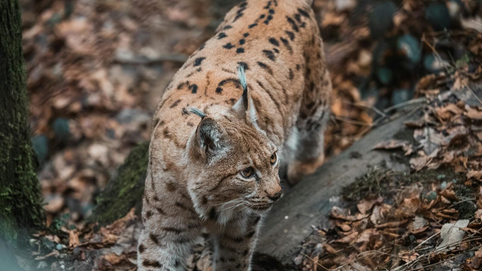 A Eurasian lynx with distinctive tufted ears and spotted fur walking through a forest covered in autumn leaves, blending seamlessly into its natural habitat.