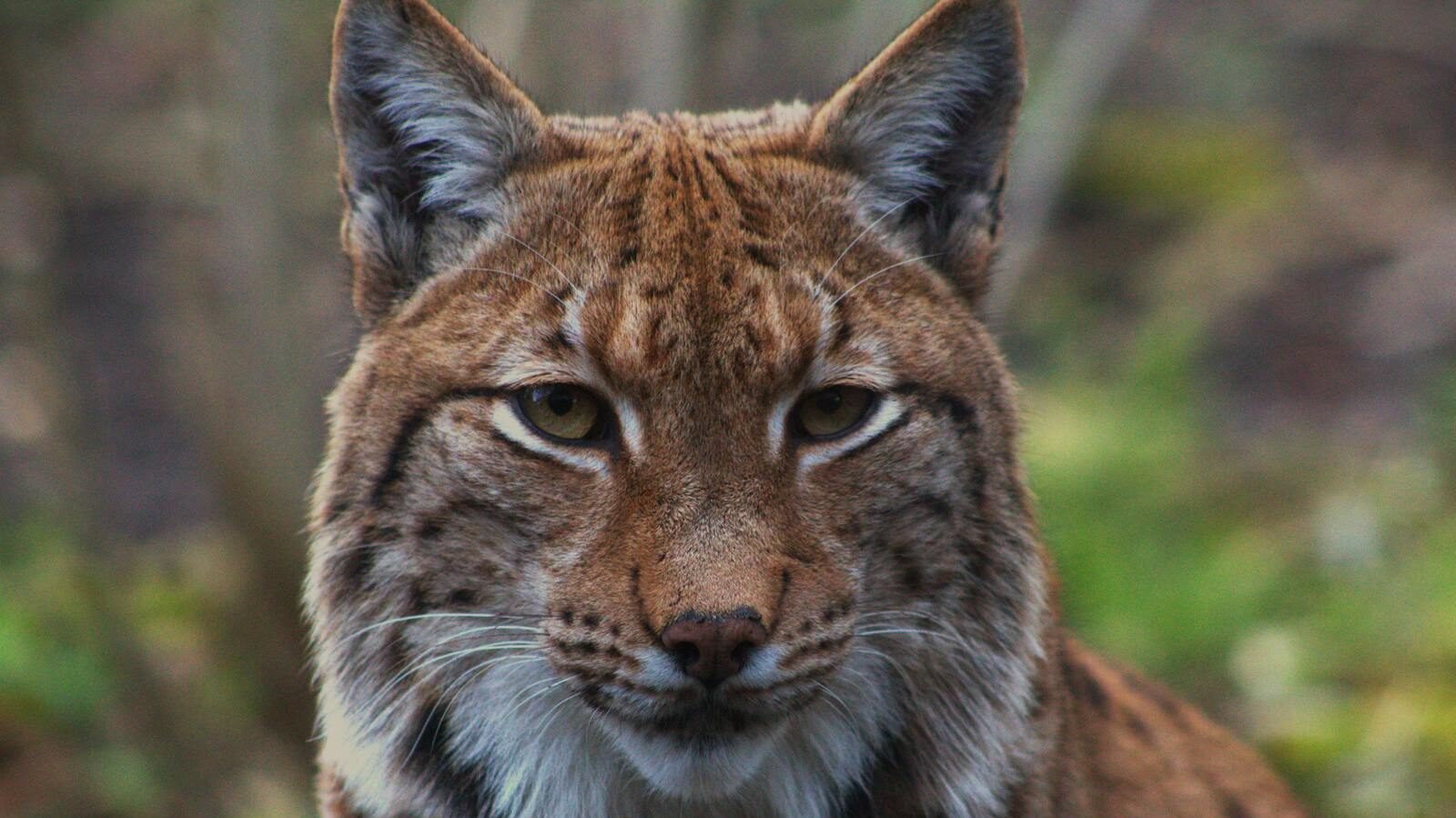 A close-up of a lynx with distinct tufted ears, spotted fur, and piercing eyes, sitting in a natural forested background.