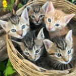 A group of five kittens, three tabby and two orange, are huddled together in a woven basket. They are all looking up at the camera with bright blue eyes.