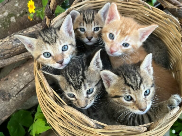 A group of five kittens, three tabby and two orange, are huddled together in a woven basket. They are all looking up at the camera with bright blue eyes.