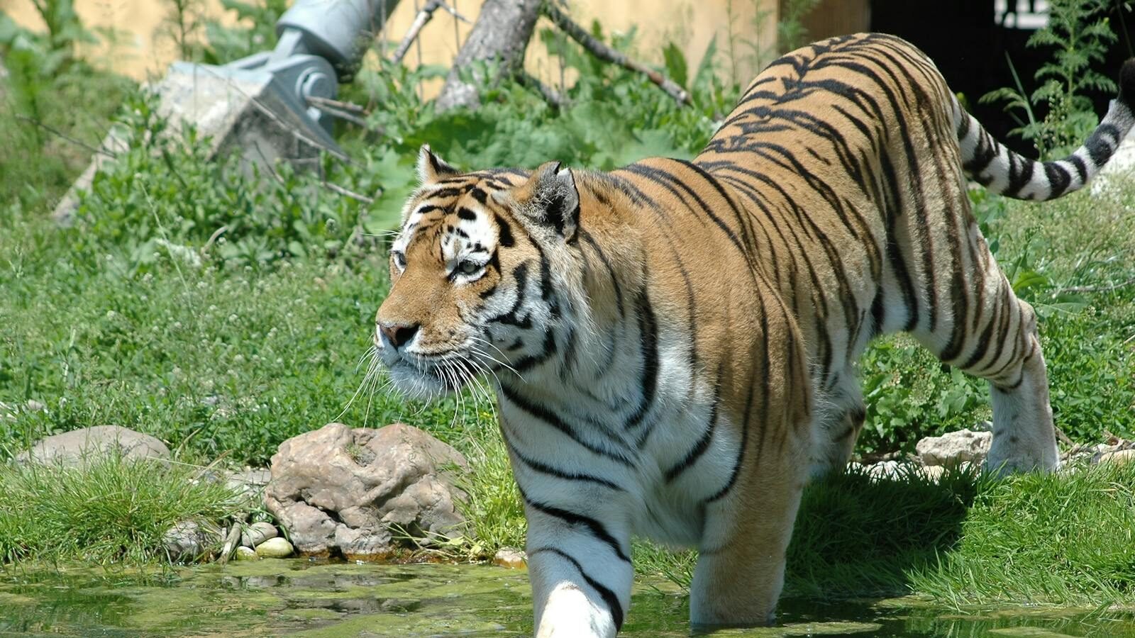 A majestic tiger walking through shallow water near a grassy area, surrounded by rocks and vegetation on a sunny day.