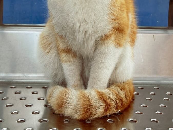 A ginger and white cat sitting calmly, with its tail puffed up, showing signs of alertness or self-defense.