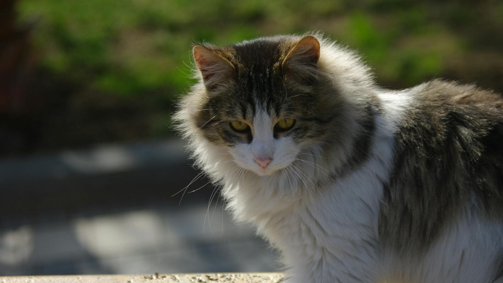 A fluffy cat with a white and gray coat stands outside in the sunlight, staring into the distance with a cautious expression.