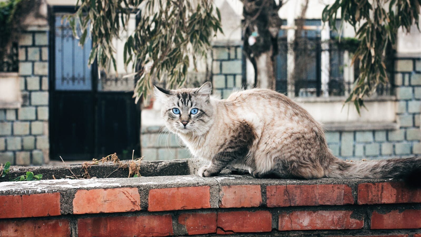 A beautiful Siamese cat with striking blue eyes sitting on a brick wall, with a residential background featuring trees and buildings.