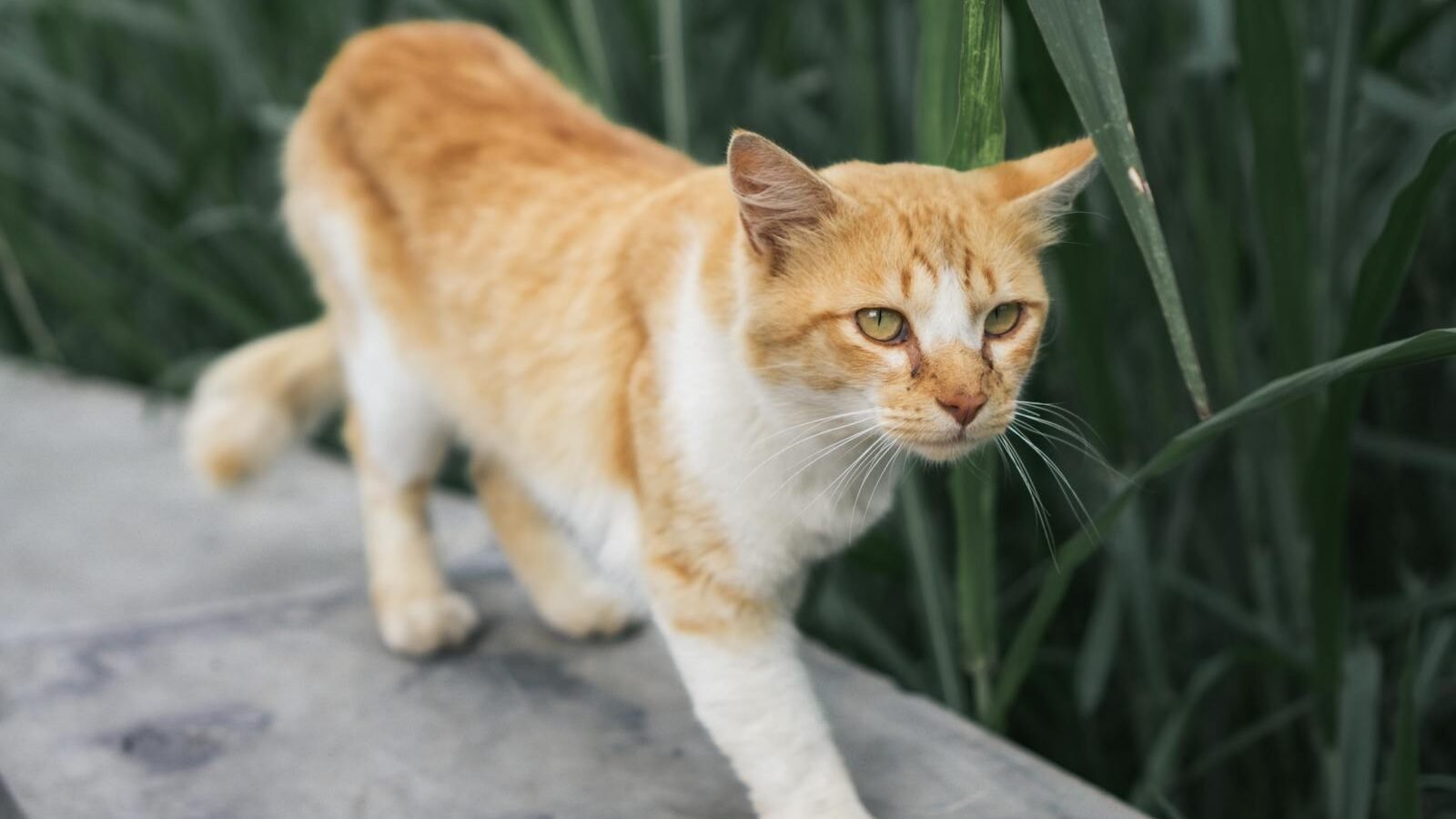 An orange and white cat confidently walking along a concrete surface, surrounded by tall green plants, showcasing natural feline behavior.
