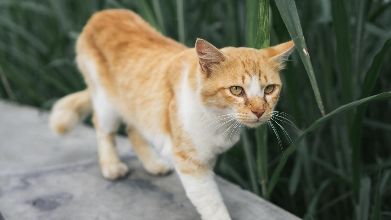 A confident orange and white cat walking along a concrete surface, surrounded by tall green plants, showcasing typical feline behavior.