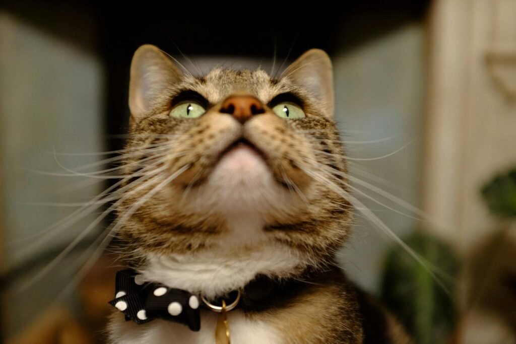 brown cat with whiskers