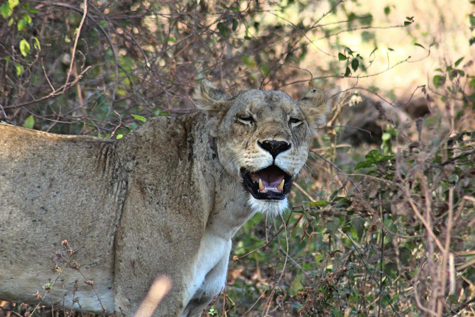 Photo by Kristina Schultheiß Hunting instincts: A lioness roaring among bushes in the wild, capturing its natural presence.