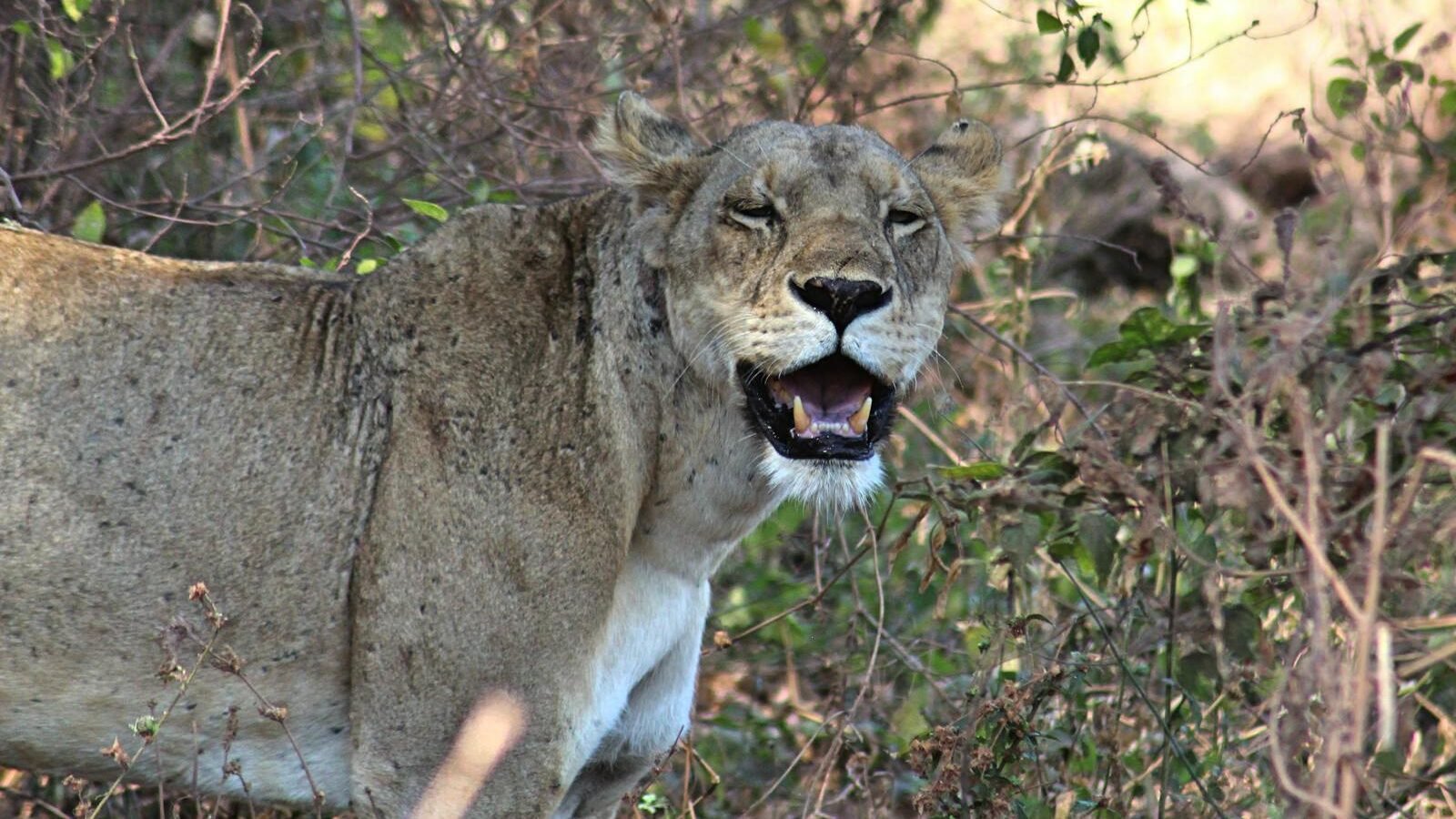 A lioness standing in a natural habitat surrounded by dry bushes and greenery, appearing to be mid-roar or making a facial expression.