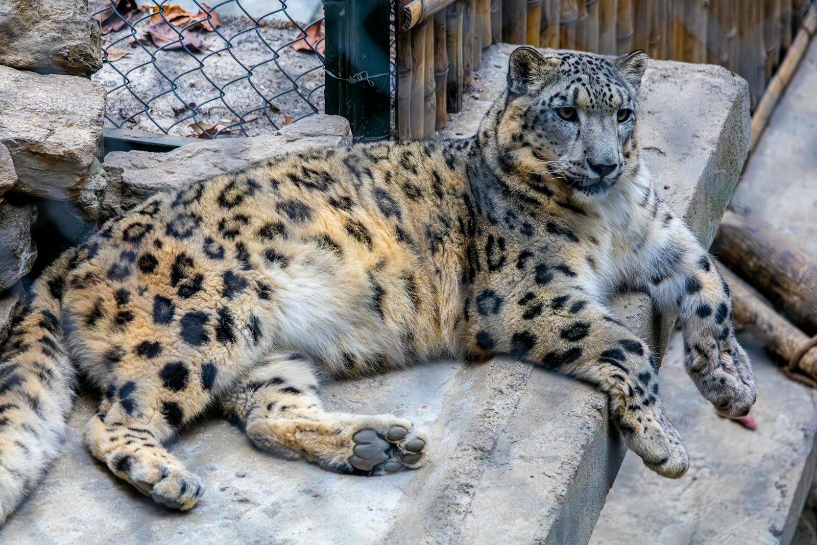 Photo by Regan Dsouza Why Snow leopards